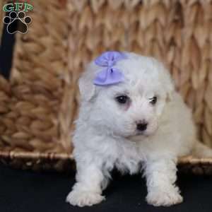 Bella, Bichon Frise Puppy